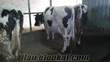 doğa bey hayvancılık buzalı süt inekleri satılıktır