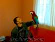 Satılık ara macaw papağanı