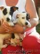 Maskeli Jack russel terrier yavrularımız tuvalet eğitimlidir