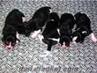 Konyada beagle yavruları