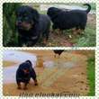 safkan rottweıler yavrularımız