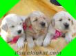 GOLDEN YAVRULAR DOG HEAVEN GÜVENCESİYLE