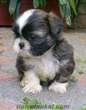 shih-tzu yavruları