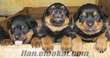 rottweiler yavruları satılık 2 aylık