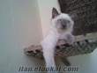 ORJİNAL RAGDOLL KEDİ YAVRULARI VERİLECEKTİR