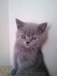 Sahibinden British Shorthair yavru kedi