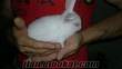 samsunda satılık tavşan yavruları