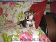 yasak aşkın meyvesi yorkshire terrier-pincher melezi dişi yavru***