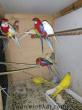 Bayraklıda satılık papağanlar