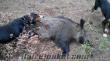 çanakkale bayramiçten satılık erkek domuzcu av köpegi