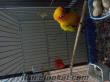 güneş konur papagani kafesiile