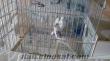 Muhabbet kuşu 2 çift Ankara da oturana elden teslim