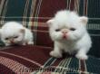 safkan beyaz iran kedisi yavrulari