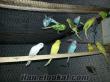 adanada yerli üretim muhabbet kuşları