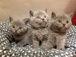 Çok Sevimli British Shorthair Yavruları