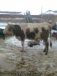 eskişehirden simental satılık inekler acil