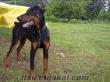 SAMSUNDA KİNG DOBERMAN