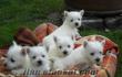 West Highland White Terrier Yavrularımız ırk garantilidir