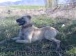 satılık kangal köpeği
