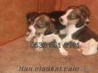 satılık beagle yavruları