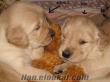 GOLDEN RETRIEVER YAVRULARIMIZ SAHİPLENDİRİLECEK