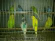 sultangaziden satılık muhabbet kuşları