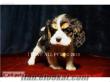 i love all pets*** cavalier king charles***