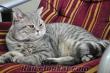 British shorthair bebekler