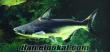 çeşitli türlerde balıklar satılık ciklet vatoz köpekbalığı