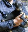 üretim çiftliginden satılık yavru köpekler satılık doberman yavruları