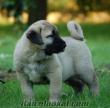 SAFKAN KANGAL YAVRULARI