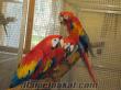 scarlet macaw bebekler