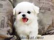 MALTESE TERRIER SAFKAN DİŞİ YAVRU