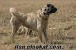 satılık kangal yavru kangal boguş köpekleri sivas kangalları