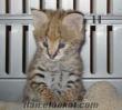 serval yavru kedi, savana kedi yavruları, satılık yavru kedi Bengal