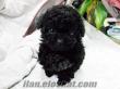 TOY POODLE SİYAH İNCİ YAVRU