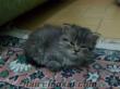 chinchilla yavru kedi gri silver renginde