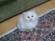 beyaz ve gri yavru kedi