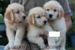 SafKan Golden Retriever İngiliz