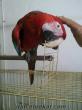 kırmızı ara papağanı