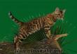 Bengal leopar desenli kedi yavrulari 3 erkek