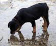 3, 5 aylık Kuyruk Kesili Aşıları Tamamlanmış Rottweiler