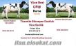 Yüce Besi Çifliği Lt.Şirketi Holstein Buzalı Süt İnekleri Satılık