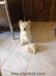 West Highland White Terrier bebekler izmir