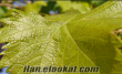 Manisa Muradiye asma yaprağı