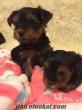 2 ay 10 günlük yorkshire terrier bebekleri