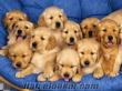 dolunay köpek üretim merkezinden sevimli golden yavruları