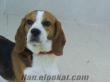 İngiliz Beagle cinsi dişi köpek