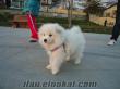 SATILIK SAMOYED SAHİBİNDEN İSTANBUL AVCILAR