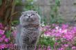 satılk scottish fold yavruları petonya petshop ta